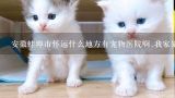 安徽蚌埠市怀远什么地方有宠物医院啊.我家猫咪腿断,蚌埠哪有好的宠物医院？