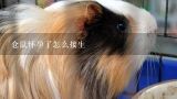 仓鼠怀孕了怎么接生,宁波哪家宠物医院能帮仓鼠治病的？