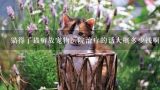 猫得了猫癣放宠物医院治疗的话大概多少钱啊？深圳宠物医院价格。