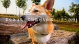 秦皇岛打狗办关狗的地方在哪？？？？急呀！！！！！,深圳免费给狗狗打狂犬疫苗的25个站点地址是哪里？