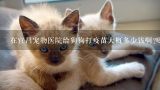 在宜昌宠物医院给狗狗打疫苗大概多少钱啊?哪家宠物医院的收费不贵而且负责啊!,去宠物医院给猫打疫苗要多少钱?