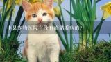丰县宠物医院有没有给猫看病的？上海鸟语花香宠物有限公司电话是多少？