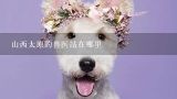 山西太原的兽医站在哪里,深圳免费给狗狗打狂犬疫苗的25个站点地址是哪里？