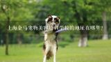 上海金马宠物美容培训学校的地址在哪里？