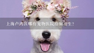 上海卢湾区哪有宠物医院给狗接生？