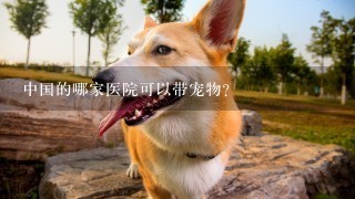 中国的哪家医院可以带宠物?