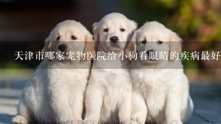 天津市哪家宠物医院给小狗看眼睛的疾病最好