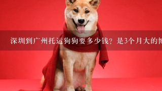 深圳到广州托运狗狗要多少钱？是3个月大的博美