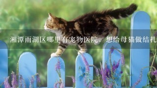 湘潭雨湖区哪里有宠物医院，想给母猫做结扎，费用是多少？谢谢