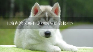 上海卢湾区哪有宠物医院给狗接生？