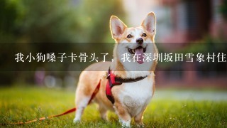 我小狗嗓子卡骨头了，我在深圳坂田雪象村住，附近哪有宠物医院可以取出来，大概多少钱，在线等，急急急