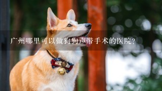 广州哪里可以做狗狗声带手术的医院？