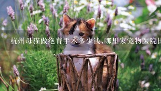 杭州母猫做绝育手术多少钱,哪里家宠物医院比较好?
