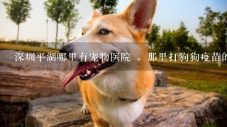 深圳平湖哪里有宠物医院 ，那里打狗狗疫苗的价格是