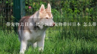 带宠物去日本 把中国的宠物带回日本 怎么带宠物