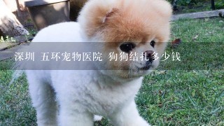 深圳 5环宠物医院 狗狗结扎多少钱