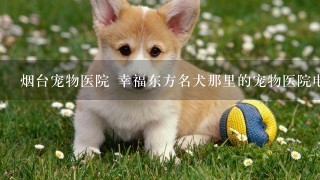 烟台宠物医院 幸福东方名犬那里的宠物医院电话号码